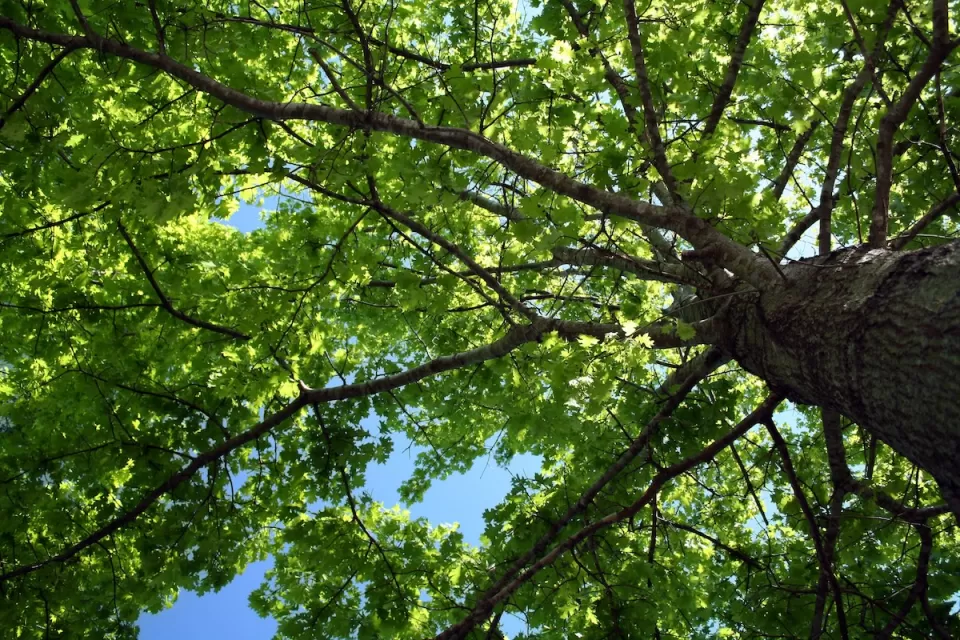View looking up through large tree with blue sunny sky in background.